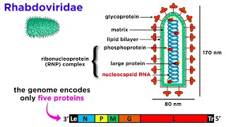 Rabies Genus Lyssavirus [upl. by Janine]