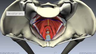 Pelvic Floor Part 1  The Pelvic Diaphragm  3D Anatomy Tutorial [upl. by Stilwell345]