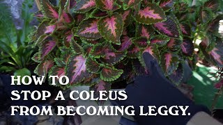 How to stop a Coleus from becoming leggy [upl. by Ritter]