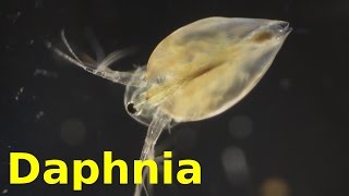 Daphnia [upl. by Cirillo]