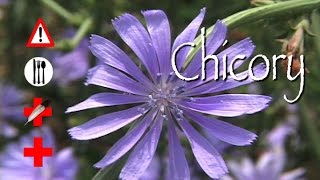 Chicory Edible Medicinal amp Cautions [upl. by Etsyrk]