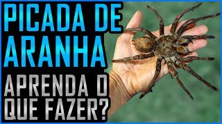 Picada de Aranha  O Que Fazer Ft Instituto Butantan [upl. by Fantasia]