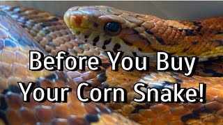 3 Things to do BEFORE You Buy a Corn Snake [upl. by Nawtna]