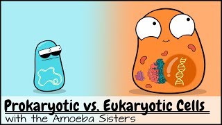 Prokaryotic vs Eukaryotic Cells Updated [upl. by Berner]