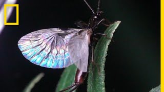 Earwig Wings are OrigamiLike  National Geographic [upl. by Zelma]