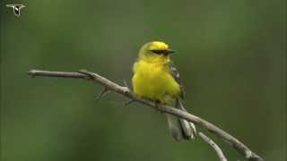 Bluewinged Warbler [upl. by Nalat488]