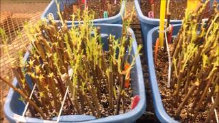 Plum and Peach Rootstock Propagation [upl. by Dove]