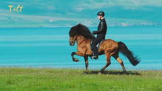 5 gaits of the Icelandic horse [upl. by Holds740]