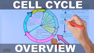 Cell Cycle  Overview [upl. by Harvard]