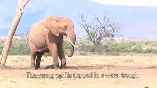 Helping a baby elephant at Tarhi Tsavo East National Park  Sheldrick Trust [upl. by Yeneffit901]