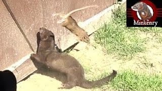 Mink and Dog Cleanup Backyard Rats [upl. by Chuck]