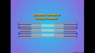 Muscle Structure and Contraction [upl. by Rozina]