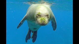 Monk Seal Aggression [upl. by Boswell]