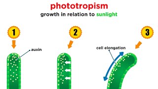 Mechanisms of Plant Growth [upl. by Averill]