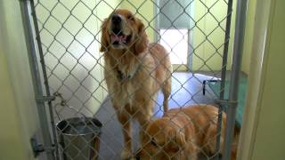 AFiles  Golden Retriever Rescue [upl. by Sheffie]