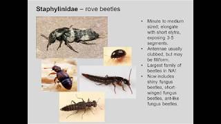 Entomology 1111  2018  Lecture 09  Coleoptera Neuroptera Hymenoptera [upl. by Nol30]