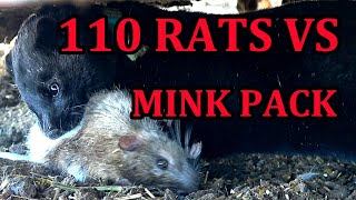 INFESTATION of Rats vs Mob of Mink and Dogs [upl. by Svend]