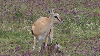 Traumatic birth of Thomsons gazelle in Ngorongoro Crater Tanzania [upl. by Loria]