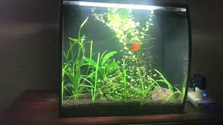 Fluval Flex 15 Gallon Updated Review [upl. by Zelazny]