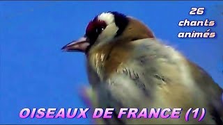 CHANTS dOISEAUX de FRANCE  28 chants [upl. by Nirahs]