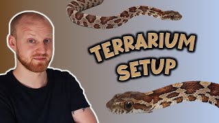 Baby Corn Snake Enclosure Setup Pantherophis guttatus  JOHAN EXOTIC [upl. by Krenek]