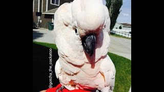 Its a Cockatoo Tantrum 🙉 SUBTITLED [upl. by Abram718]