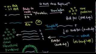 8 Replication of positive stranded RNA virus [upl. by Neryt612]