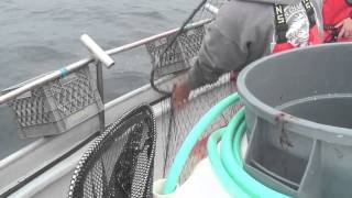 Albacore Tuna Fishing in Washington [upl. by Llertnek]