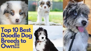 Top 10 Best Doodle Dog Breeds to Own [upl. by Risley154]