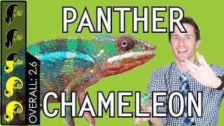 Panther Chameleon The Best Pet Lizard [upl. by Pessa]