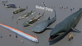 FISH Size Comparison 3D  3d Animation Size Comparison [upl. by Hotze443]