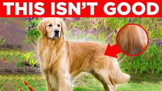 the UGLY truth about Golden Retrievers [upl. by Ioyal]