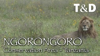 Ngorongoro Conservation Area Documentary 🇹🇿 Tanzania Travel Guide [upl. by Paige778]