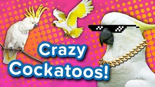 Crazy Cockatoos  Funny Animal Compilation [upl. by Edwina]