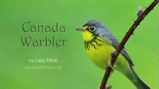 Canada Warbler [upl. by Urbanna]