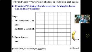 Trihybrid Punnett Square Cross [upl. by Jabez]