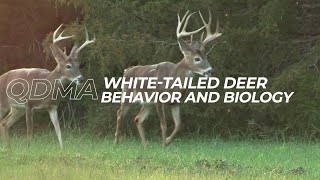 White Tailed Deer Behavior and Biology [upl. by Otrebcire840]