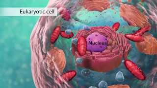 Biology Cell Structure I Nucleus Medical Media [upl. by Dnalloh]