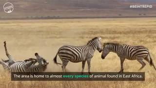 Safari in The Ngorongoro Crater [upl. by Jem]