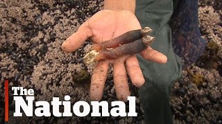 Gooseneck barnacles booming off BC coast [upl. by Ilrebma472]