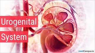 Embryology Urogenital System [upl. by Rankin]