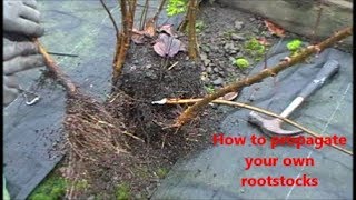 How to propagate your own rootstocks [upl. by Enrobialc]