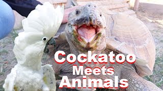 Cockatoo Meets My Animals [upl. by Si]