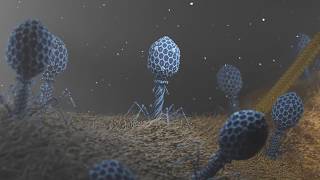 T4 Phage attacking Ecoli [upl. by Leirea]