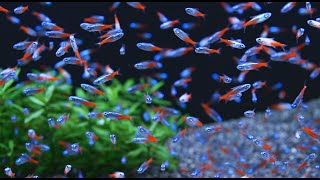 Neon Tetra Fish in Aquarium Planted Tank [upl. by Cynthia911]