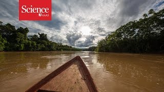 Making contact The isolated tribes of the Amazon rainforest [upl. by Ziul]