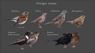 Fågelsång Lektion 3 Taltrast koltrast dubbeltrast björktrast och rödvingetrast P1 Naturmorgon [upl. by Dibbrun]