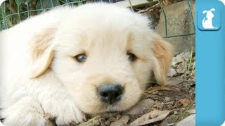 80 Seconds of Adorable Golden Retriever Puppies [upl. by Kele629]