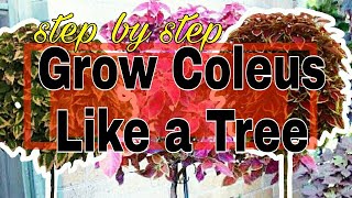 How To Grow Coleus As A Tree Step By Step [upl. by Lilas]