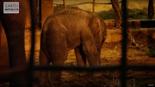 Elephant Giving Birth At Zoo  Part 2  BBC Earth Explore [upl. by Mariejeanne843]